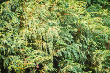 Evergreen Microbiota decussata (Siberian carpet cypress, Russian arbor-vitae) tree background. Microbiota is a monotypic genus of evergreen coniferous shrub in the cypress family Cupressaceae.