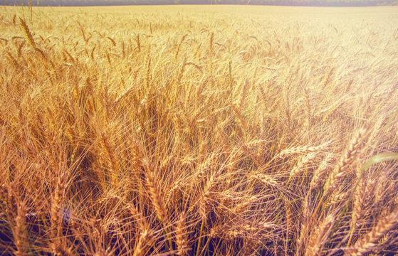 sunny wheat field