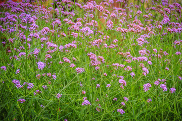 Beautiful purple flower of Verbena bonariensis, also know as purpletop vervain, clustertop vervain, Argentinian vervain, tall verbena or pretty verbena. Selective focus