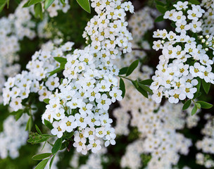 spirea shrub branches flowers