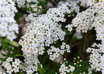 spirea shrub branches in the spring