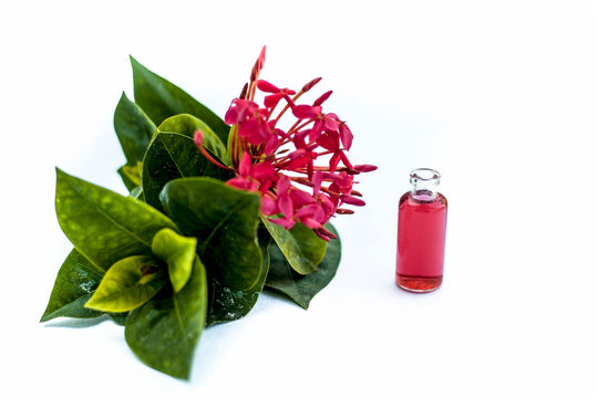 Close Up Of Red Colored Pentas Flower Or Egyptian Star Flower Or Jasmine Isolated On White With Its Herbal And Organic Extracted Essence In A Small Glass Bottle.