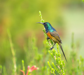 Orange breasted Sunbird after feeding on a flower of an erica bush.  Bird holding to evergreen, displaying breast and head.