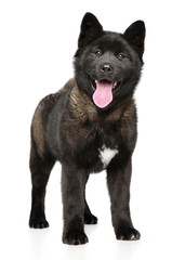 Portrait of a young American Akita dog
