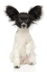 Continental Toy Spaniel dog Papillon puppy sitting
