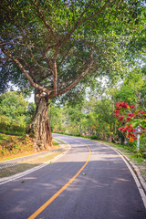 Fototapeta na wymiar Big banyan tree trunk at roadside in the park.