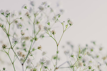 branches of baby breath flowers on white background
