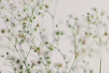 branches of baby breath flowers on white background