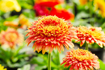 beautifful close up of Transvaal Daisy or Gerbera flower in the garden