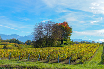 Fototapeta premium Viñedo verde en los alpes franceses