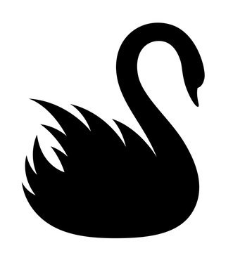 Black Swan On A White Background