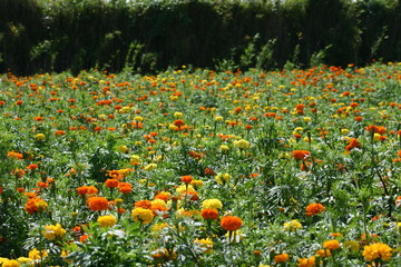 マリーゴールド