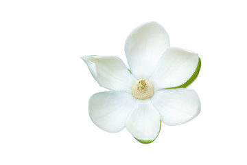 Fototapeta na wymiar White magnolia flower and green leaf on wooden desk.
