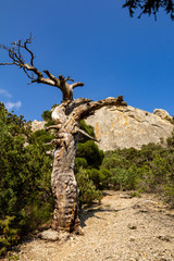 Dry juniper in the mountains