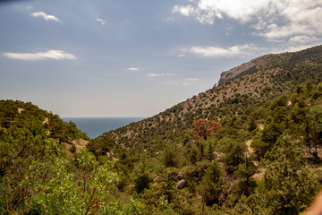 Fototapeta na wymiar Landscape of mountain slopes overgrown with juniper against the background of the sea, Crimea.