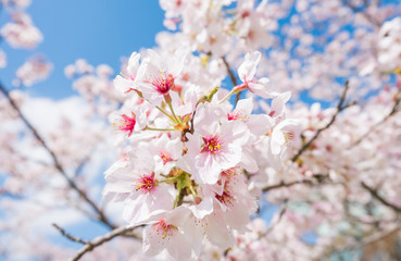 Beautiful cherry blossom with blue sky background. Sakura flower.