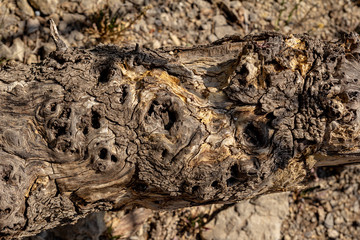 Juniper bark. Texture