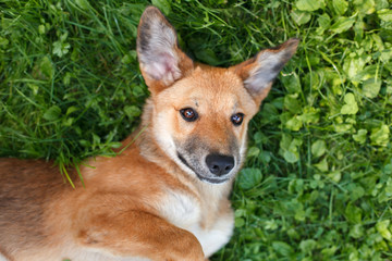 Fototapeta premium portrait of a dog