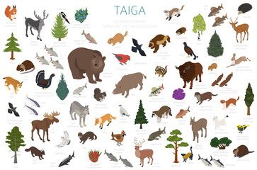 Taiga biome, boreal snow forest 3d isometry design. Terrestrial ecosystem world map. Animals, birds, fish and plants infographic element