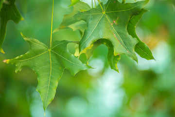 Oriental plane tree leaves and fruits background.