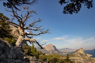 Dry juniper in the reserve Karaul-Oba