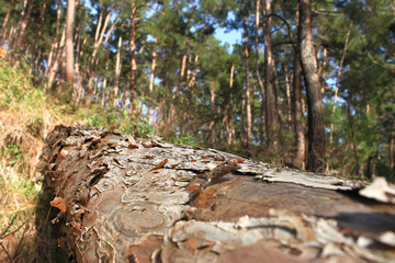 Tree trunk in the forest