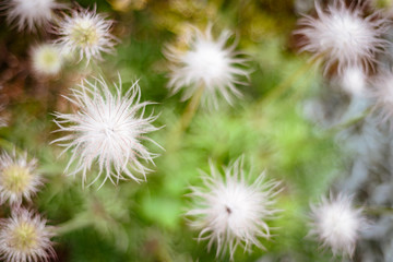 White blooming dandelion macro