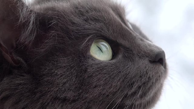 Grey domestic cat (Nebelung breed female) is observing snowflakes outside the window. Closeup