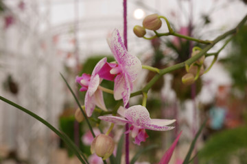 unbekannte Zimmerpflanze