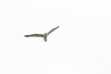 Flying seagull in the sky. White background