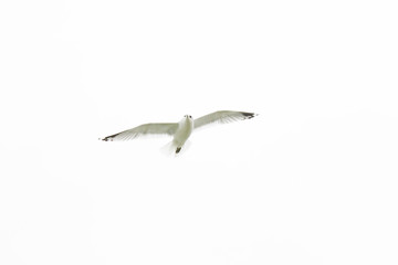 Seagull in the sky. White background. Flying birds