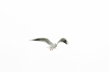 Seagull in the sky. White background. Flying birds