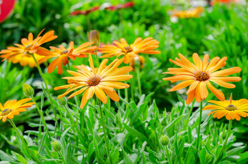 orange osteospermum ecklonis with green leaves in the garden