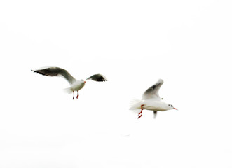 Fototapeta na wymiar Seagull in the sky. White background. Flying birds