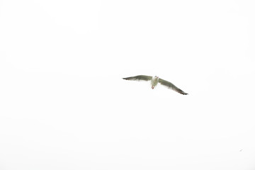Seagull in the sky. White background. Flying birds