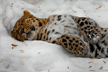 Amur leopard sleeps (rests) in the snow, the animal comfortably collapsed and relaxed,
