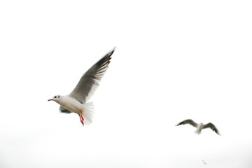 White birds in the sky. Flying sea gulls on the white background