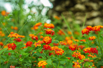 Lantana camara red and orange flowers background