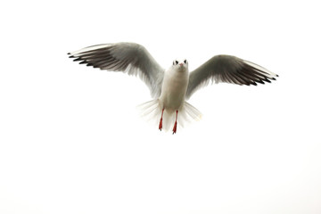 Flying bird in the white sky. Beautiful seagull.