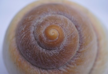 seashell closeup