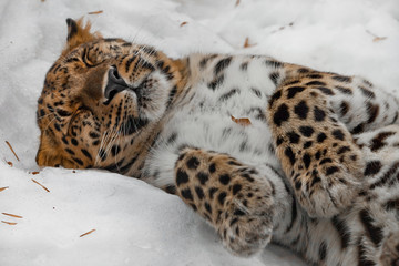 Amur leopard sleeps (rests) in the snow, the animal comfortably collapsed and relaxed,