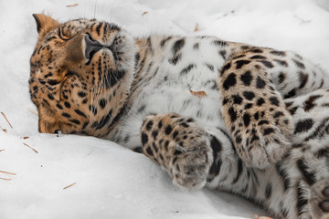 Amur leopard sleeps (rests) in the snow, the animal comfortably collapsed and relaxed,