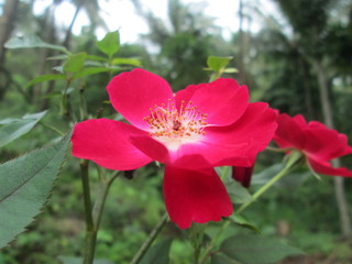 Obraz premium red flower in garden