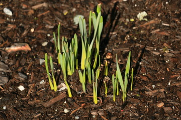 Spring Growth