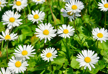 Obraz premium field of daisies