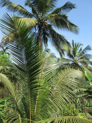 Obraz premium palm tree and green leaves