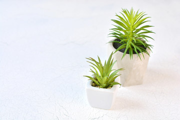 Home plant decor background. Home plants in pots with copy space.