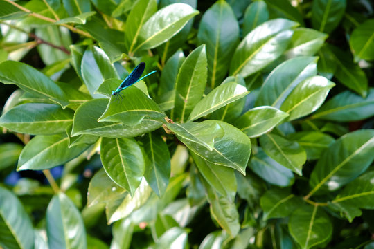 Macro photo of a blue Dragonfly. Marostica, Vicenza, Italy. 16th August 2018