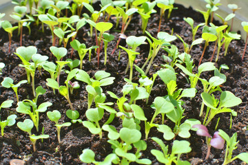 Spring plants seedlings