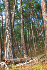 Pine trees in the forest